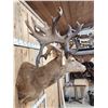 Image 5 : MONSTER Red Stag Shoulder Mount Taxidermy