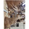 Image 6 : MONSTER Red Stag Shoulder Mount Taxidermy