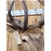 Image 7 : MONSTER Red Stag Shoulder Mount Taxidermy