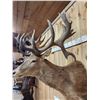 Image 8 : MONSTER Red Stag Shoulder Mount Taxidermy