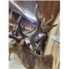 Image 9 : MONSTER Red Stag Shoulder Mount Taxidermy
