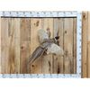 Image 1 : Ringneck Pheasant In Flight Bird Taxidermy