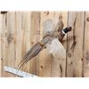 Image 2 : Ringneck Pheasant In Flight Bird Taxidermy
