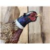 Image 3 : Ringneck Pheasant In Flight Bird Taxidermy
