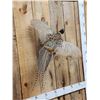 Image 4 : Ringneck Pheasant In Flight Bird Taxidermy