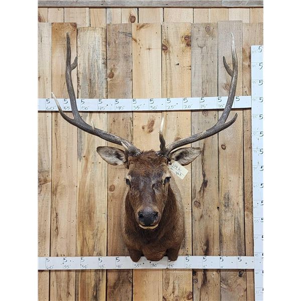 5x5 Elk Shoulder Mount Taxidermy