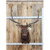 Image 1 : 5x5 Elk Shoulder Mount Taxidermy