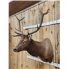 Image 2 : 5x5 Elk Shoulder Mount Taxidermy