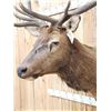 Image 3 : 5x5 Elk Shoulder Mount Taxidermy