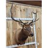 Image 4 : 5x5 Elk Shoulder Mount Taxidermy
