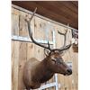 Image 5 : 5x5 Elk Shoulder Mount Taxidermy