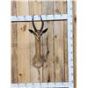 Image 1 : African Gerenuk Shoulder Mount Taxidermy