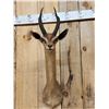 Image 2 : African Gerenuk Shoulder Mount Taxidermy