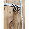 Image 3 : African Gerenuk Shoulder Mount Taxidermy