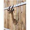 Image 4 : African Gerenuk Shoulder Mount Taxidermy