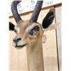 Image 5 : African Gerenuk Shoulder Mount Taxidermy