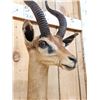 Image 6 : African Gerenuk Shoulder Mount Taxidermy