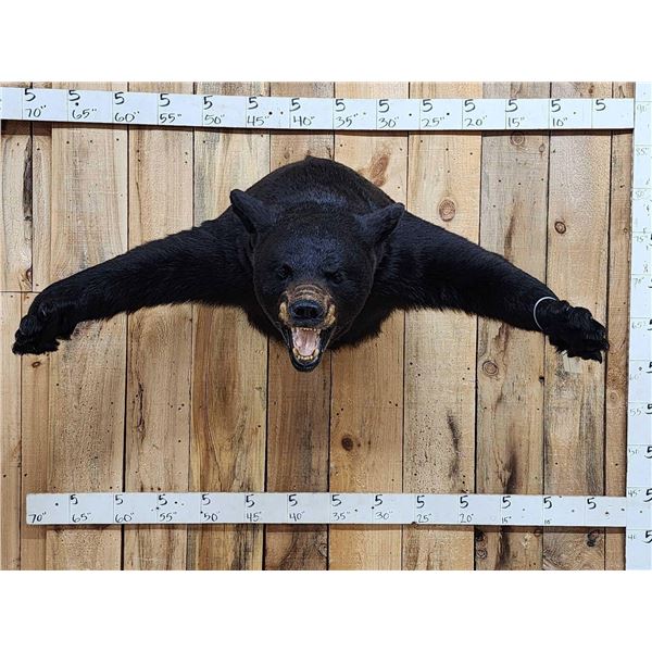 Black Bear Half Body Taxidermy Mount