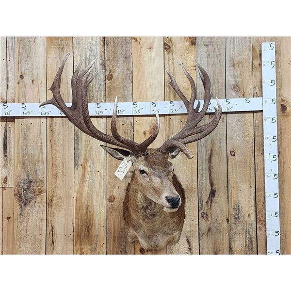 Big Red Stag Shoulder Mount Taxidermy