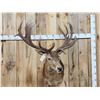 Image 1 : Big Red Stag Shoulder Mount Taxidermy