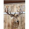 Image 2 : Big Red Stag Shoulder Mount Taxidermy
