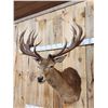 Image 3 : Big Red Stag Shoulder Mount Taxidermy