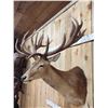 Image 4 : Big Red Stag Shoulder Mount Taxidermy