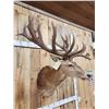 Image 5 : Big Red Stag Shoulder Mount Taxidermy