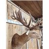 Image 6 : Big Red Stag Shoulder Mount Taxidermy
