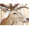 Image 7 : Big Red Stag Shoulder Mount Taxidermy
