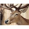 Image 8 : Big Red Stag Shoulder Mount Taxidermy