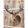 Image 9 : Big Red Stag Shoulder Mount Taxidermy