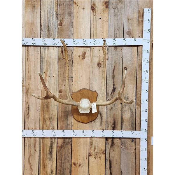 HUGE Pere David's Deer Antlers On Skull Plate