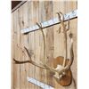 Image 5 : HUGE Pere David's Deer Antlers On Skull Plate