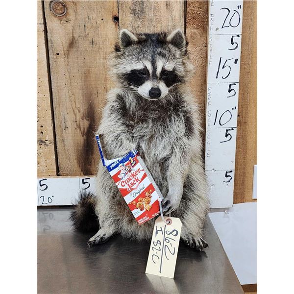Raccoon Eating Cracker Jacks Taxidermy Mount
