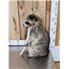 Image 2 : Raccoon Eating Cracker Jacks Taxidermy Mount