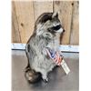Image 3 : Raccoon Eating Cracker Jacks Taxidermy Mount