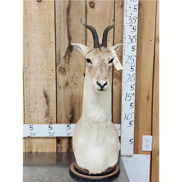 Mongolian Gazelle Pedestal Bust Taxidermy Mount