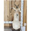 Image 1 : Mongolian Gazelle Pedestal Bust Taxidermy Mount