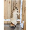 Image 2 : Mongolian Gazelle Pedestal Bust Taxidermy Mount