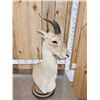 Image 3 : Mongolian Gazelle Pedestal Bust Taxidermy Mount