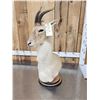 Image 4 : Mongolian Gazelle Pedestal Bust Taxidermy Mount