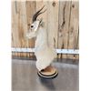 Image 5 : Mongolian Gazelle Pedestal Bust Taxidermy Mount