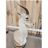 Image 7 : Mongolian Gazelle Pedestal Bust Taxidermy Mount