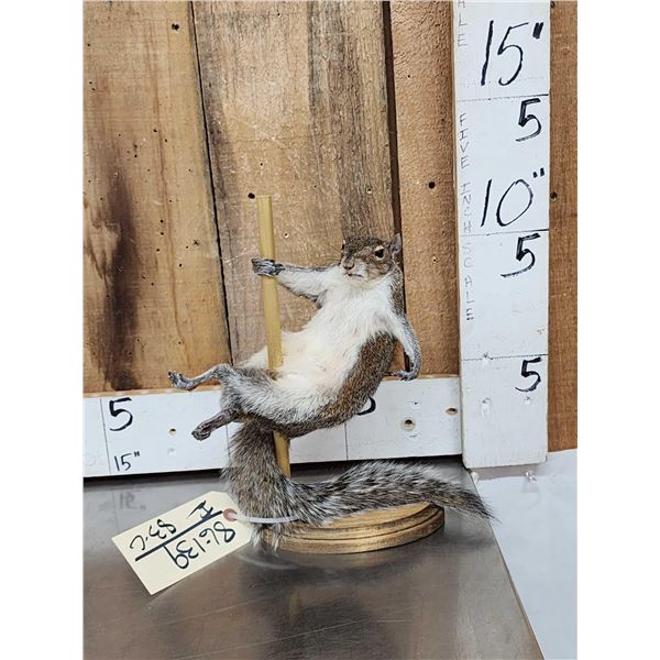 Squirrel On A Stripper Pole Taxidermy