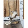 Image 1 : Squirrel On A Stripper Pole Taxidermy