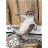 Image 2 : Squirrel On A Stripper Pole Taxidermy