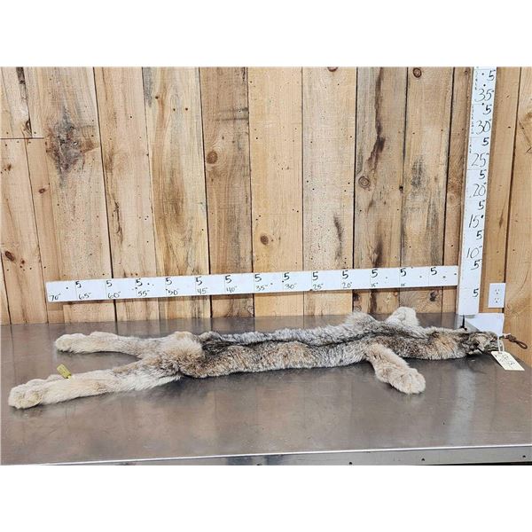 Alaskan Lynx Soft Tanned Fur Taxidermy