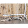 Image 1 : Alaskan Lynx Soft Tanned Fur Taxidermy