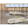 Image 2 : Alaskan Lynx Soft Tanned Fur Taxidermy
